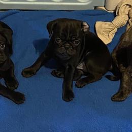 Pugs from Potts' Pugs