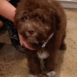 Artemis - Brown male Lagotto Romagnolo puppy in Elgin, Texas from Moreno Casa De Honos