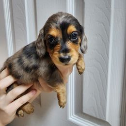 Girl 1 - Dapple Dachshund puppy in Florida from DK Miniature Dachshunds
