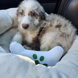 Aussiedoodle, Australian Shepherd, and Poodle Puppies from Love my doodles/ Aussiedoodle love
