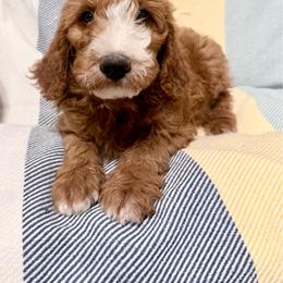 Puppy 2 - Apricot male Irish Doodle puppy in Bloomfield, Iowa from Schooley Doodles