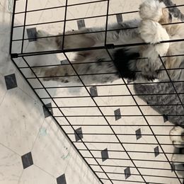 Aussiedoodle Puppies from North 40 Aussiedoodles