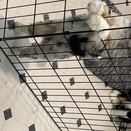 Aussiedoodle Puppies from North 40 Aussiedoodles