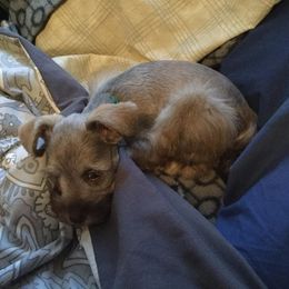 Miniature Schnauzer Puppies from The Happy Schnauzer Place