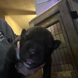 Black or agouti green collar boy - Black male Siberian Husky puppy in Wheeling, West Virginia from Powells Huskies