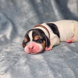 Agate- brown collar - Black brown and white male Basset Hound puppy in Valley, Washington from Peaceful Valley Paws