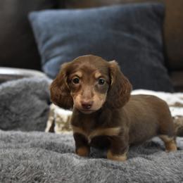 Evelyn - Chocolate and cream female Dachshund puppy in Momence, Illinois from Happy Little Doxies