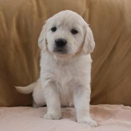 Pink Collar - Light golden female Golden Retriever puppy in Roseburg, Oregon from Unbound Goldens