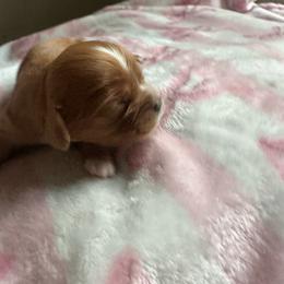Girl 2 - Ruby female Cavalier King Charles Spaniel puppy in Watkinsville, Georgia from Cavaliers of Windsor