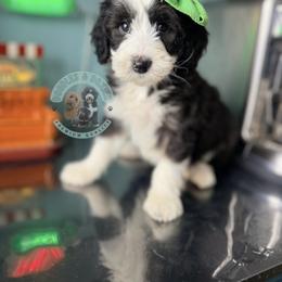 Noel - Black and white female Sheepadoodle puppy in Marion, Ohio from Doodles & Doxies