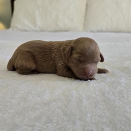 Tracker - Red male Cavapoo puppy in Floyd, Virginia from Hearts and Paws Poodles and Doodles