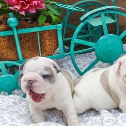 Daffodil - White and fawn female French Bulldog puppy in New Hampton, New Hampshire from Kismet French Bulldogs