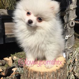 Pomeranian Puppies from Lovely Poms - Houston Pomeranians