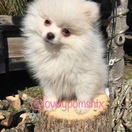 Pomeranian Puppies from Lovely Poms - Houston Pomeranians