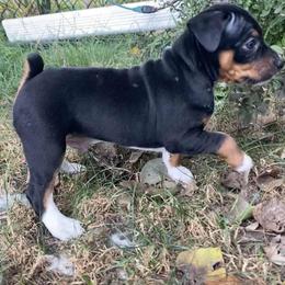 Rat Terrier Puppies from Hawthorne Terriers