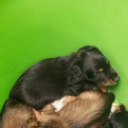 Dachshund Puppies from Mel's LowRider Ranch