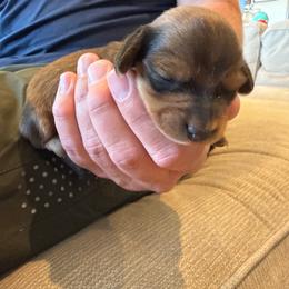 Mars - Chocolate and tan male Dachshund puppy in Delta, Utah from Dix n’ Dot Dachshunds