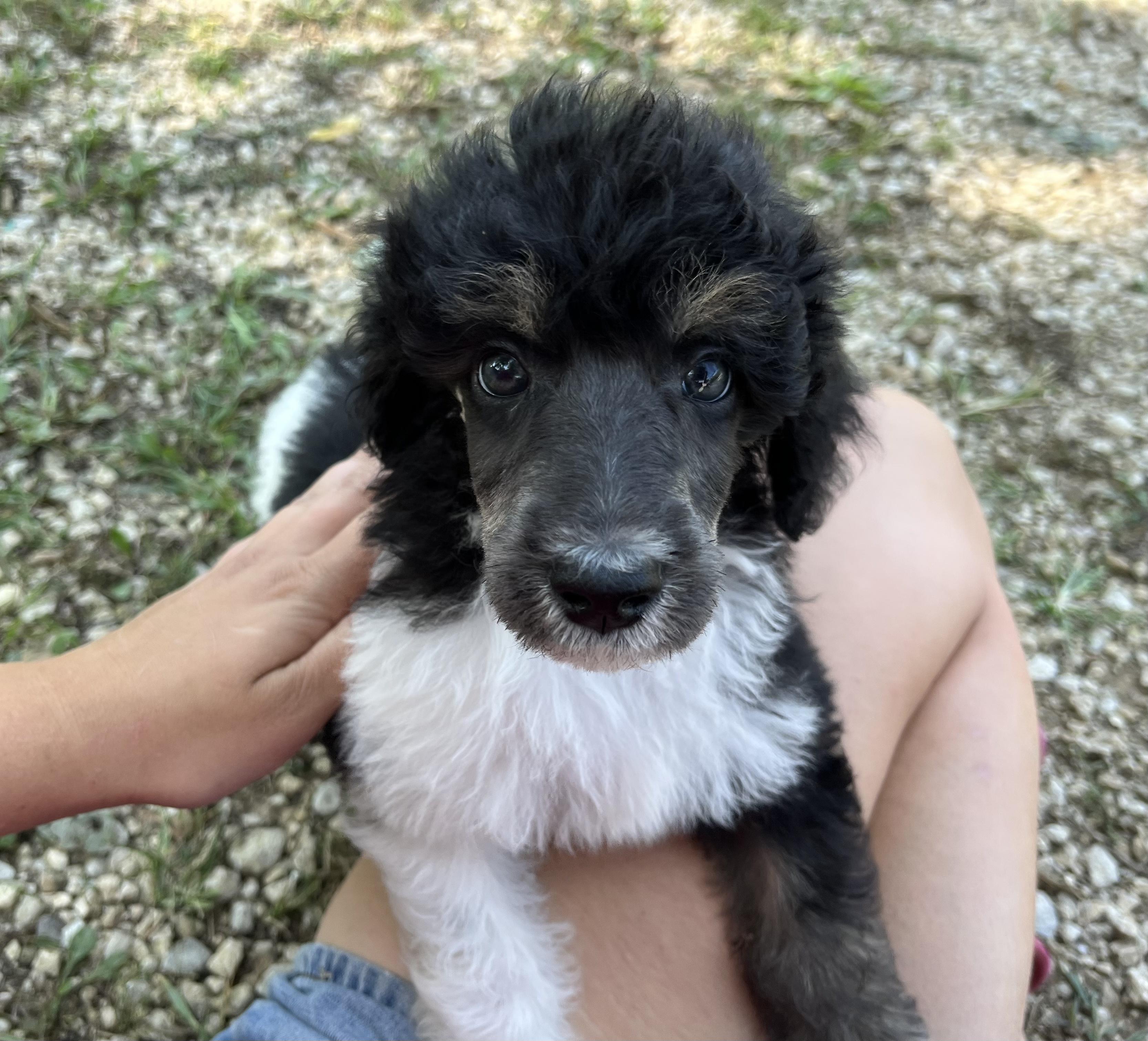 Hidden Springs Poodles LLC in Kansas Poodle puppies Good Dog