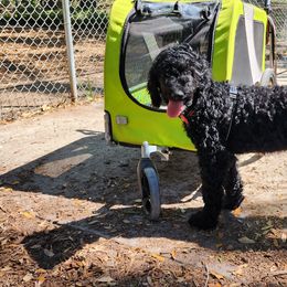 Junior - Black Goldendoodle puppy in Sarasota, Florida from Oodles of Poodles and Doodles