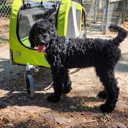 Junior - Black Goldendoodle puppy in Sarasota, Florida from Oodles of Poodles and Doodles
