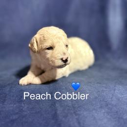 Peach cobbler - Apricot male Goldendoodle puppy in Repton, Alabama from Hopkins Doodle Pups