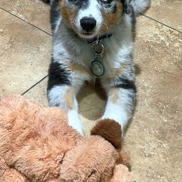 Australian Shepherd Puppies from Aus Cal (Aussies of SoCal)