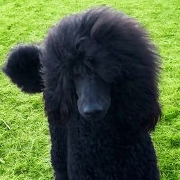 Poodle puppies from Araeah's Red Standard Poodles