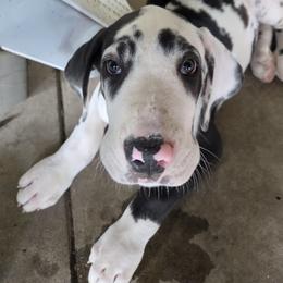 HARLEQUIN MALE - Harlequin male Great Dane puppy in Hickman, Kentucky from Tidal Wave Danes