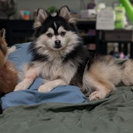 Rex - Pomsky