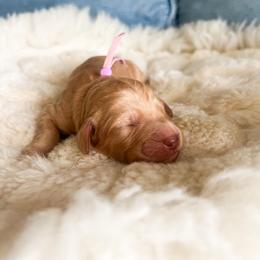Lavender collar - Apricot female Goldendoodle puppy in San Antonio, Texas from Pasatiempo Ranch