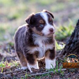 Miniature American Shepherd, Miniature Australian Shepherd, and Toy Australian Shepherd Puppies from Best Little Aussies
