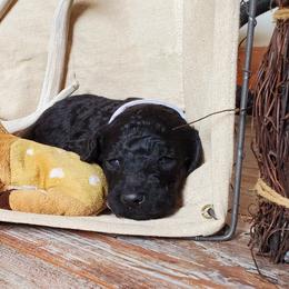 Poodle Puppies from Spangled Standard Poodles