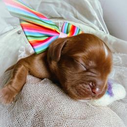 Clementine - Ruby female Cavalier King Charles Spaniel puppy in Tucson, Arizona from Cavapoo Puppy Parade