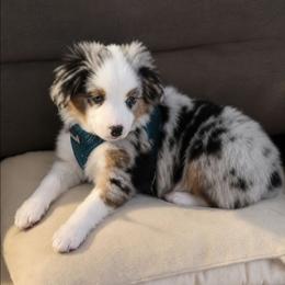 Monkey - Blue merle male Toy Australian Shepherd puppy in Orange Park, Florida from Janousek Farms