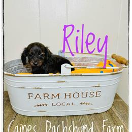 Riley - Brindle female Dachshund puppy in Cincinnati, Ohio from Caines Dachshund Farm