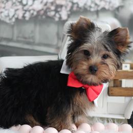 RAMBO - Black and tan male Yorkshire Terrier puppy in Hughesville, Missouri from Puppykiss4u