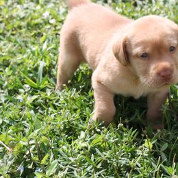 Labrador Retriever Puppies from Palm Beach Labradors