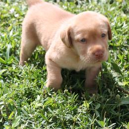 Labrador Retriever Puppies from Palm Beach Labradors