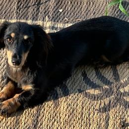 Josie - Dachshund