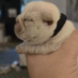 French Bulldog Puppies from Diamond Dreams French Bulldogs