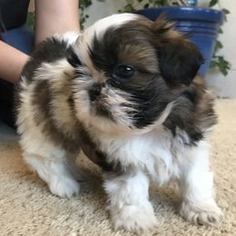 Shih Tzu Puppies from Willow Lane Shih Tzus
