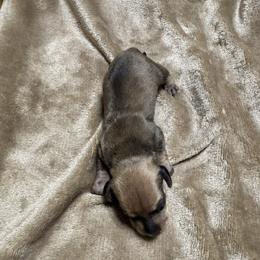 Rita - Cream female Dachshund puppy in Pearland, Texas from Texas Dachshund Dreams