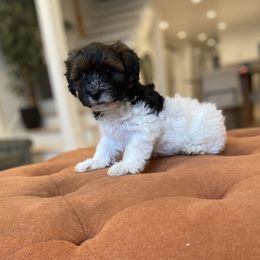 Goldendoodle and Havapoo Puppies from Lady Paws Puppies