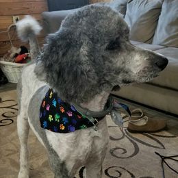 Labradoodles, Poodles, and Sheepadoodles from Oodles of poodles and doodles