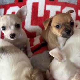 Chihuahua Puppies from Cathy Wright
