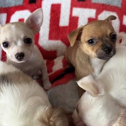 Chihuahua Puppies from Cathy Wright