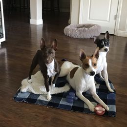 Rat Terrier All Grown Up from Battle Born Terriers