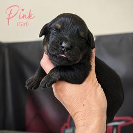 Pink girl - Black and mahogany female Rottweiler puppy in Lake City, Florida from Haus Der Wut Kennels