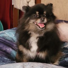 Pomeranian Puppies from Paradise Point Pomeranians