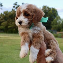 Breeze - Turquoise collar girl - Red  female Goldendoodle puppy in Ruthorfordton, North Carolina from Duncan Doodles Goldendoodles